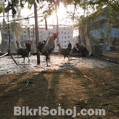 ১ টা মোরগ আর ৬ টা মুরগি বিক্রি করা হবে।